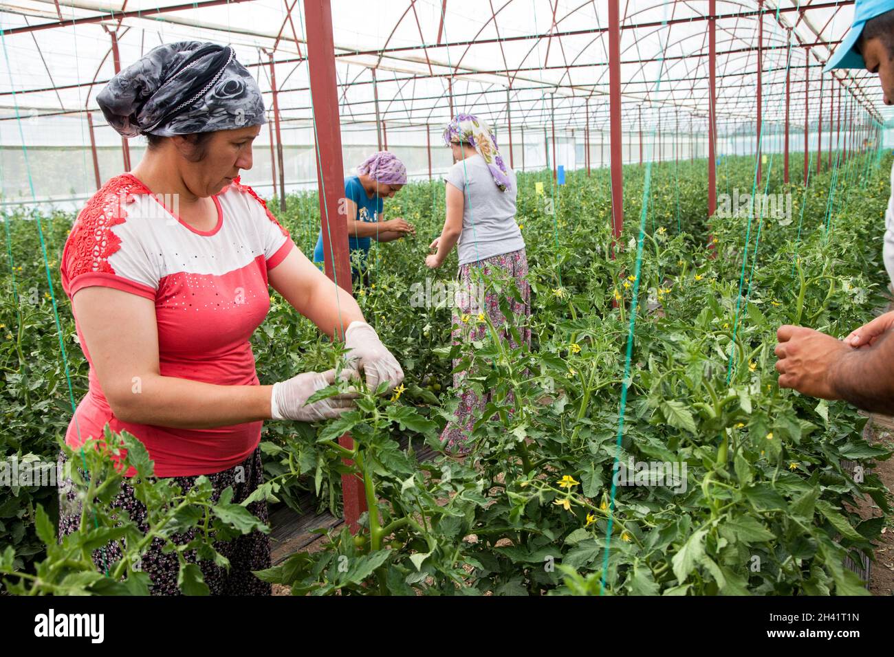 Antalya, Turchia - 06-23-2016:un gruppo di lavoratori in una serra vegetale Foto Stock