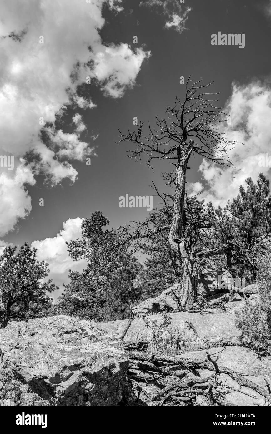 Vecchio albero morto su un terreno roccioso nel Rocky Mountain National Park, USA Foto Stock