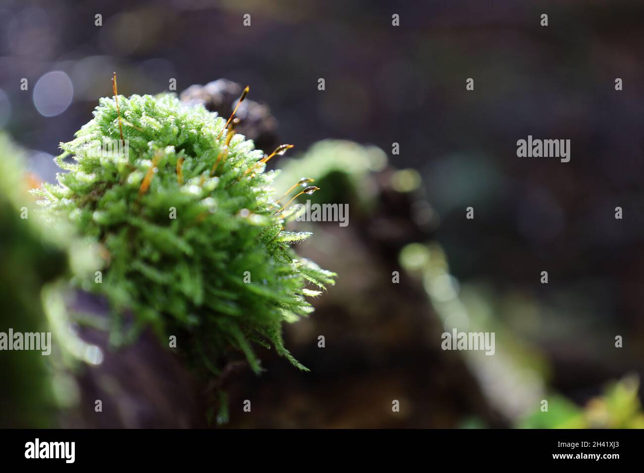 Macro Moss Shot nella foresta Foto Stock