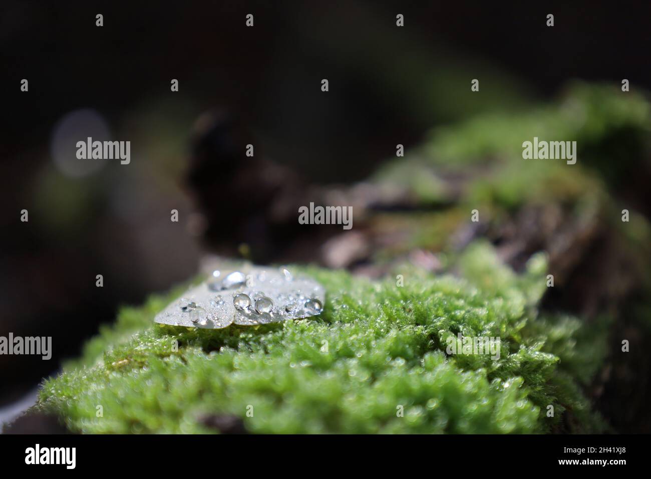 Macro Moss Shot nella foresta Foto Stock