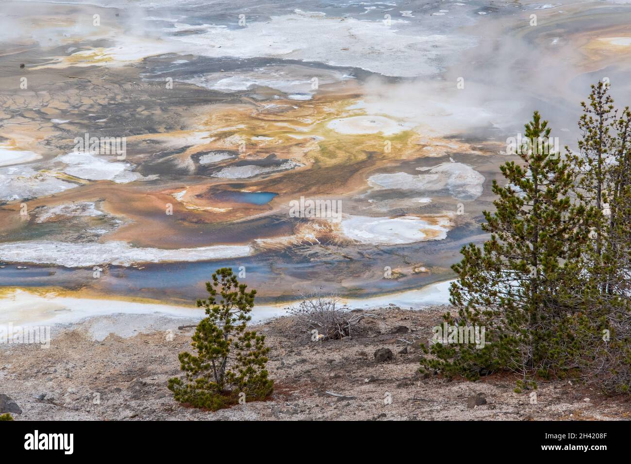 La zona dei pod di fango fumante nel famoso parco nazionale di Yellowstone, Stati Uniti Foto Stock