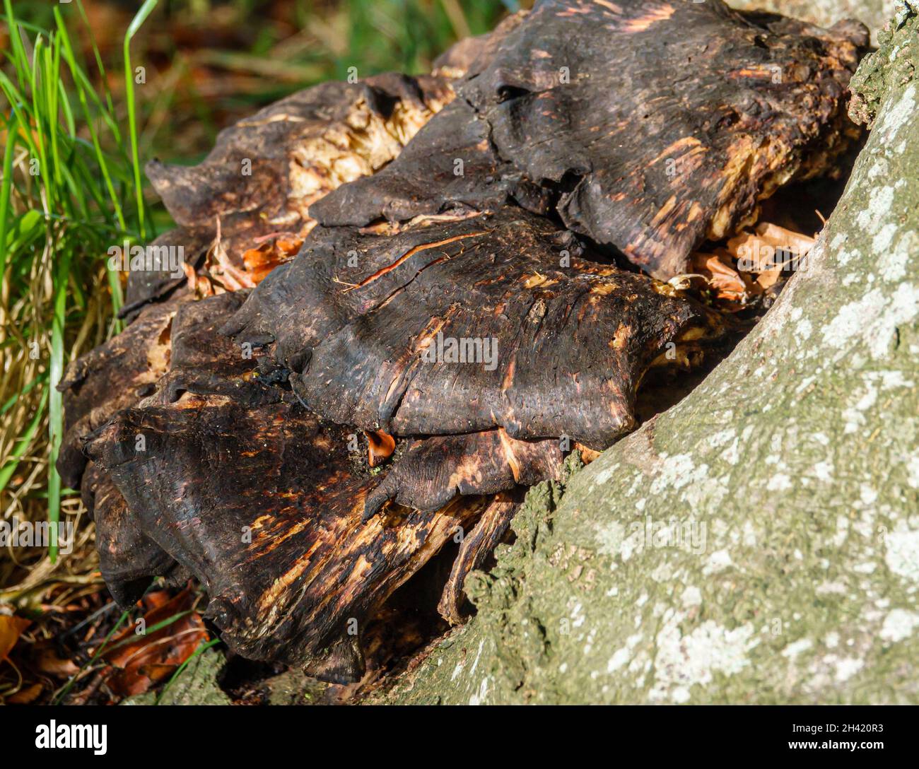 Primo piano di un funghi Chaga (Inonotus oblichus) un fungo della famiglia Hymenochaetaceae. È parassita su betulla e altri alberi. Foto Stock