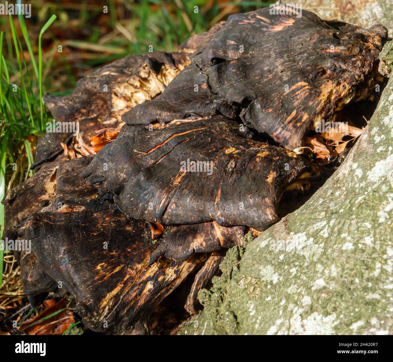 Primo piano di un funghi Chaga (Inonotus oblichus) un fungo della famiglia Hymenochaetaceae. È parassita su betulla e altri alberi. Foto Stock