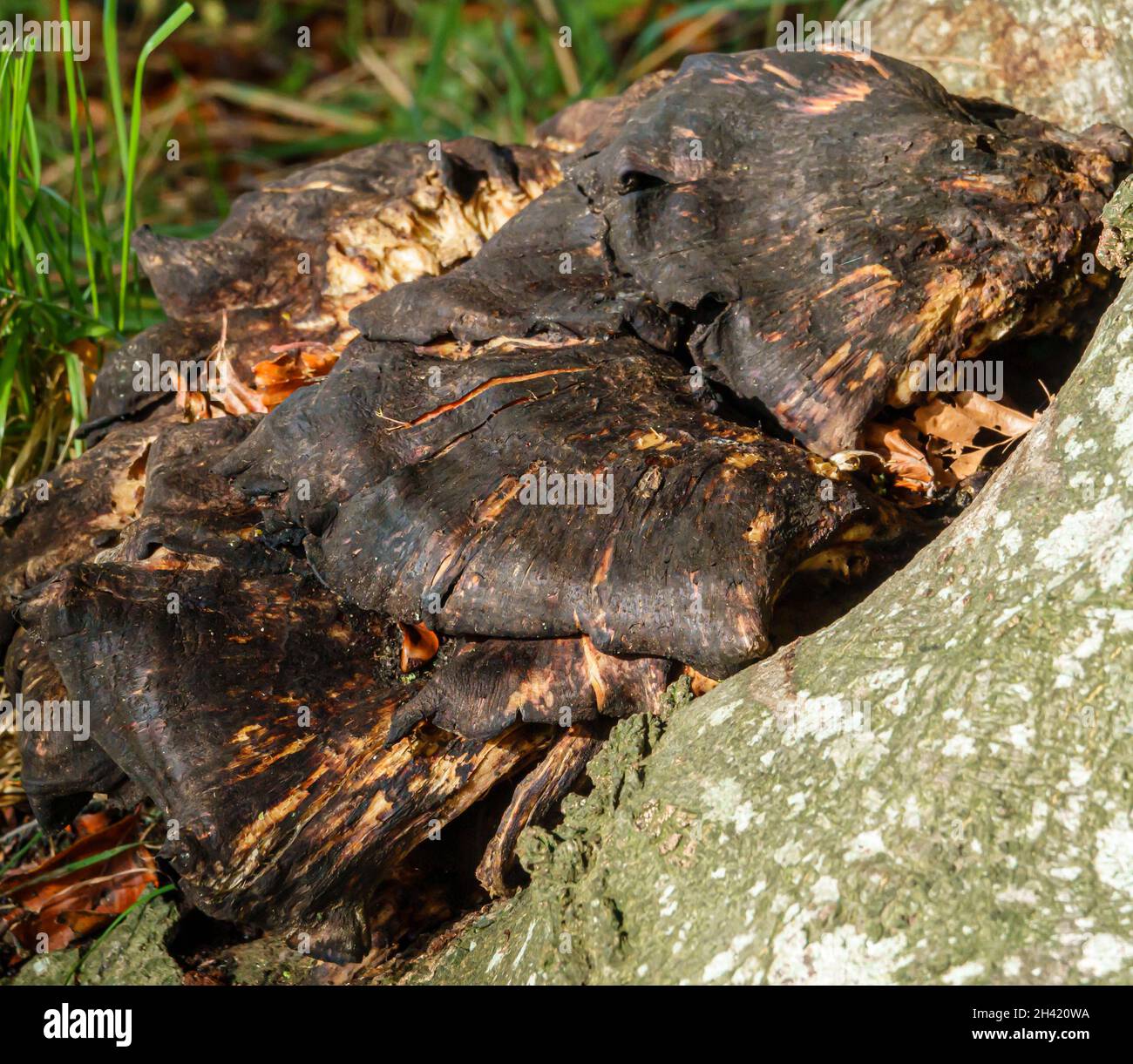 Primo piano di un funghi Chaga (Inonotus oblichus) un fungo della famiglia Hymenochaetaceae. È parassita su betulla e altri alberi. Foto Stock
