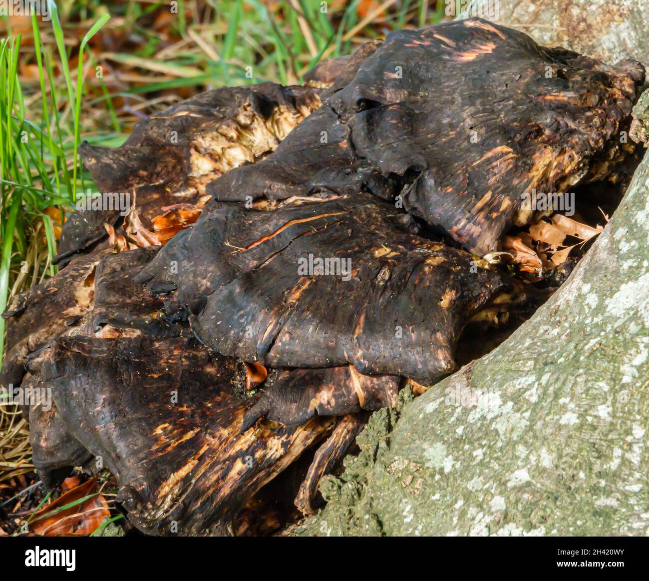 Primo piano di un funghi Chaga (Inonotus oblichus) un fungo della famiglia Hymenochaetaceae. È parassita su betulla e altri alberi. Foto Stock