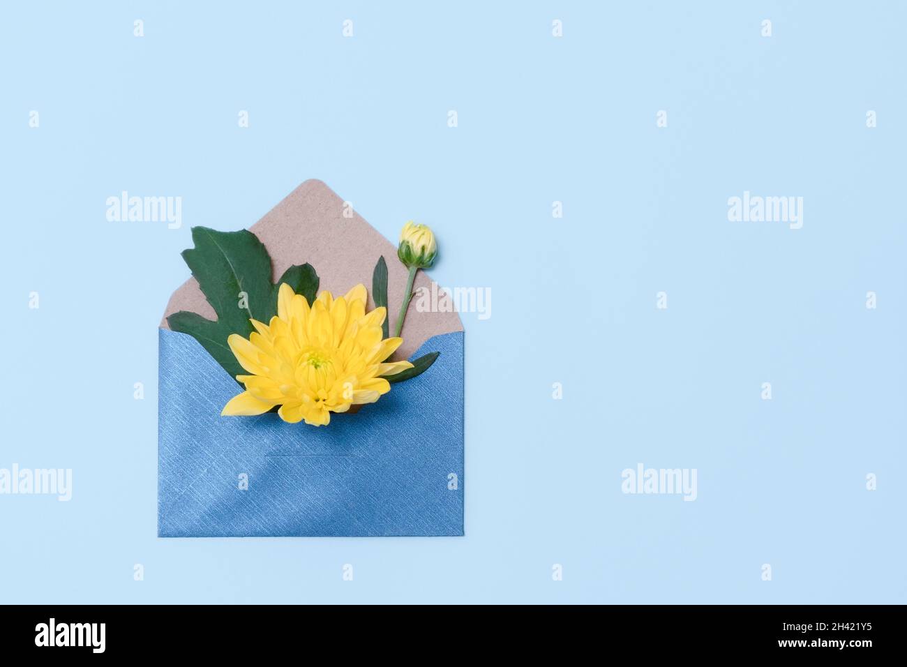 Fiori in una busta aperta su sfondo blu pastello. Busta blu con rose gialle. Concetto di invio di saluti, amore, amicizia e gioia. Foto Stock