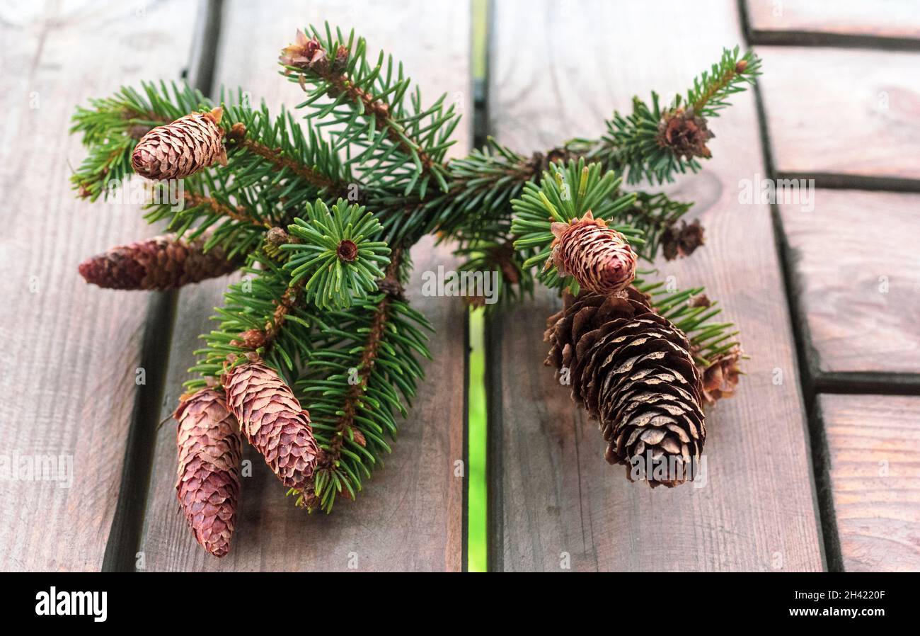 Coni di abete su tavole di legno, decorazione di fondo Foto Stock