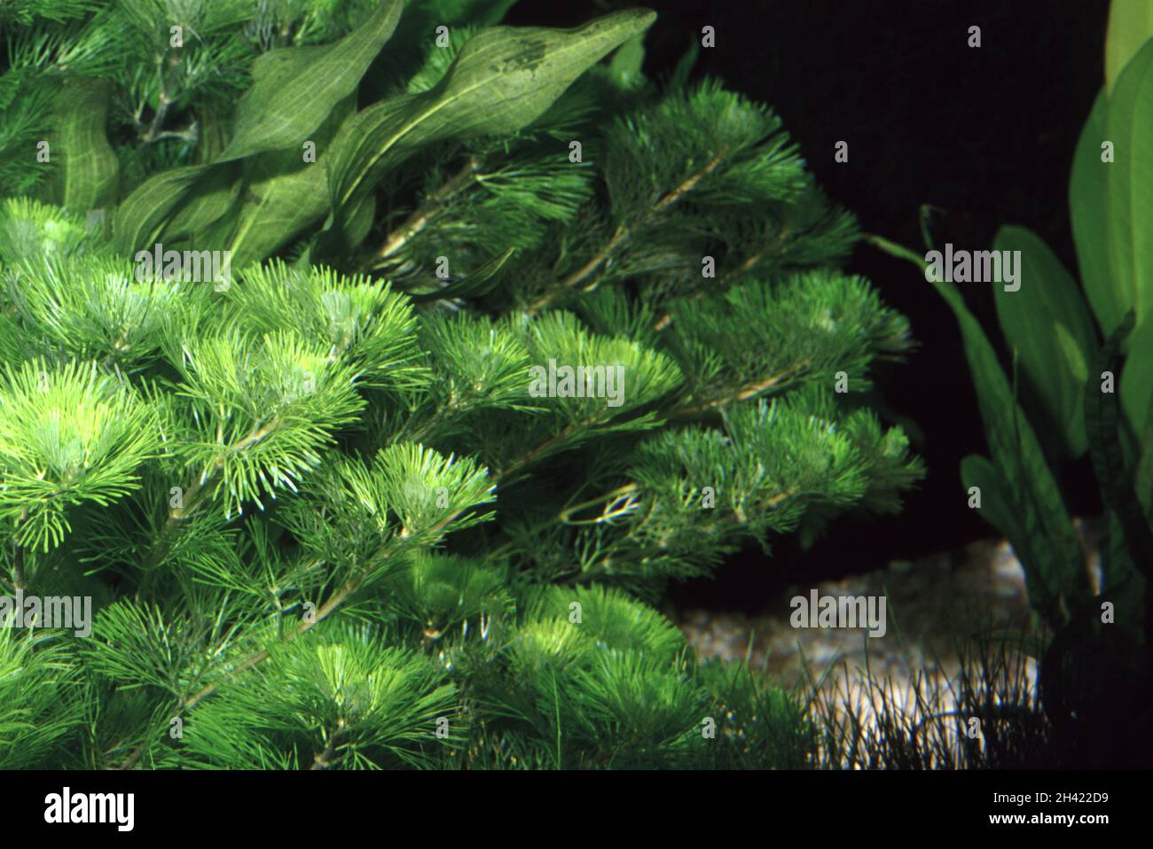 Cabomba caroliniana, comunemente chiamata fanwort o Carolina watershield Foto Stock