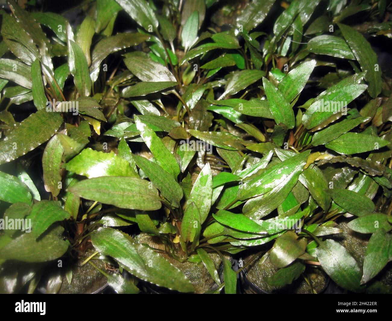 Crypto (Cryptocoryne undulata), coltura idroponica Foto Stock