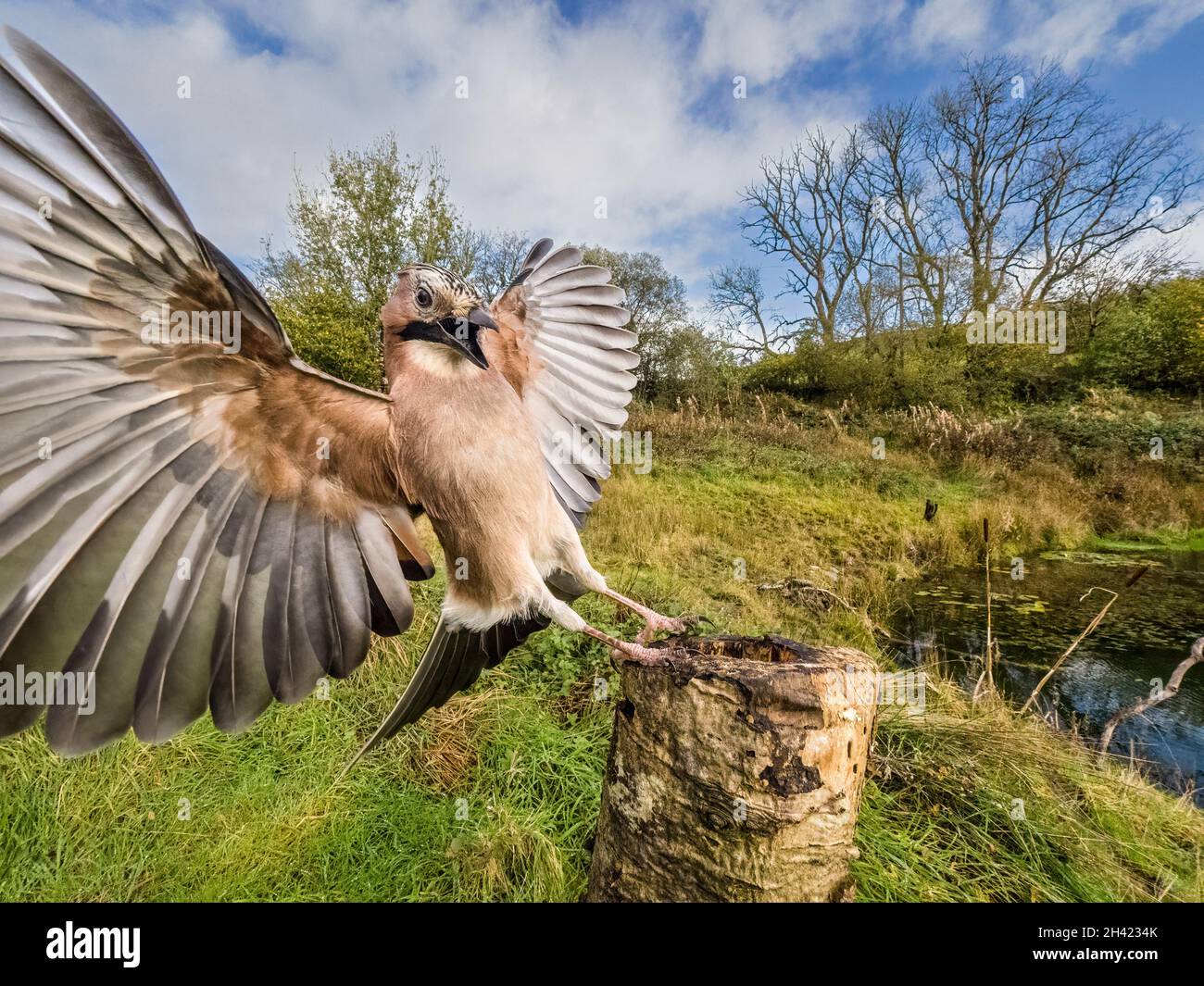 Aberystwyth, Ceredigion, Galles, Regno Unito. 31 ottobre 2021. Un jay eurasiatico fotografato con una fotocamera a rilascio remoto come foraging intorno a un vecchio ceppo di albero. Credit: Phil Jones/Alamy Live News. Foto Stock