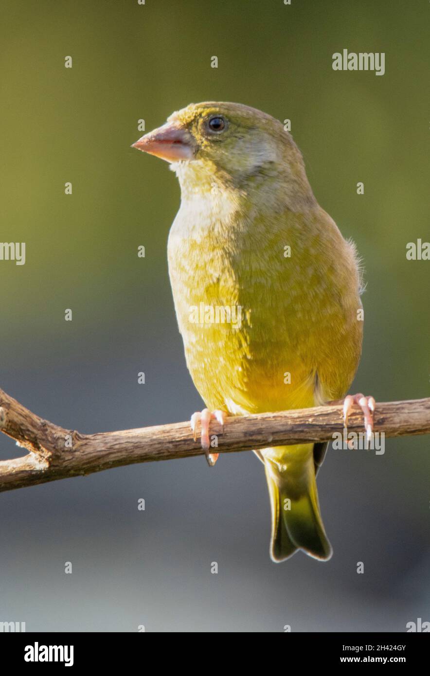 Greenfinch, Chloris Chloris, arroccato su una filiale in un giardino britannico, Bedfordshire, Regno Unito Foto Stock