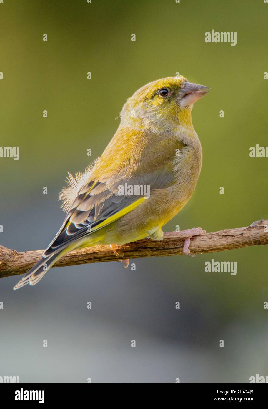 Greenfinch, Chloris Chloris, arroccato su una filiale in un giardino britannico, Bedfordshire, Regno Unito Foto Stock
