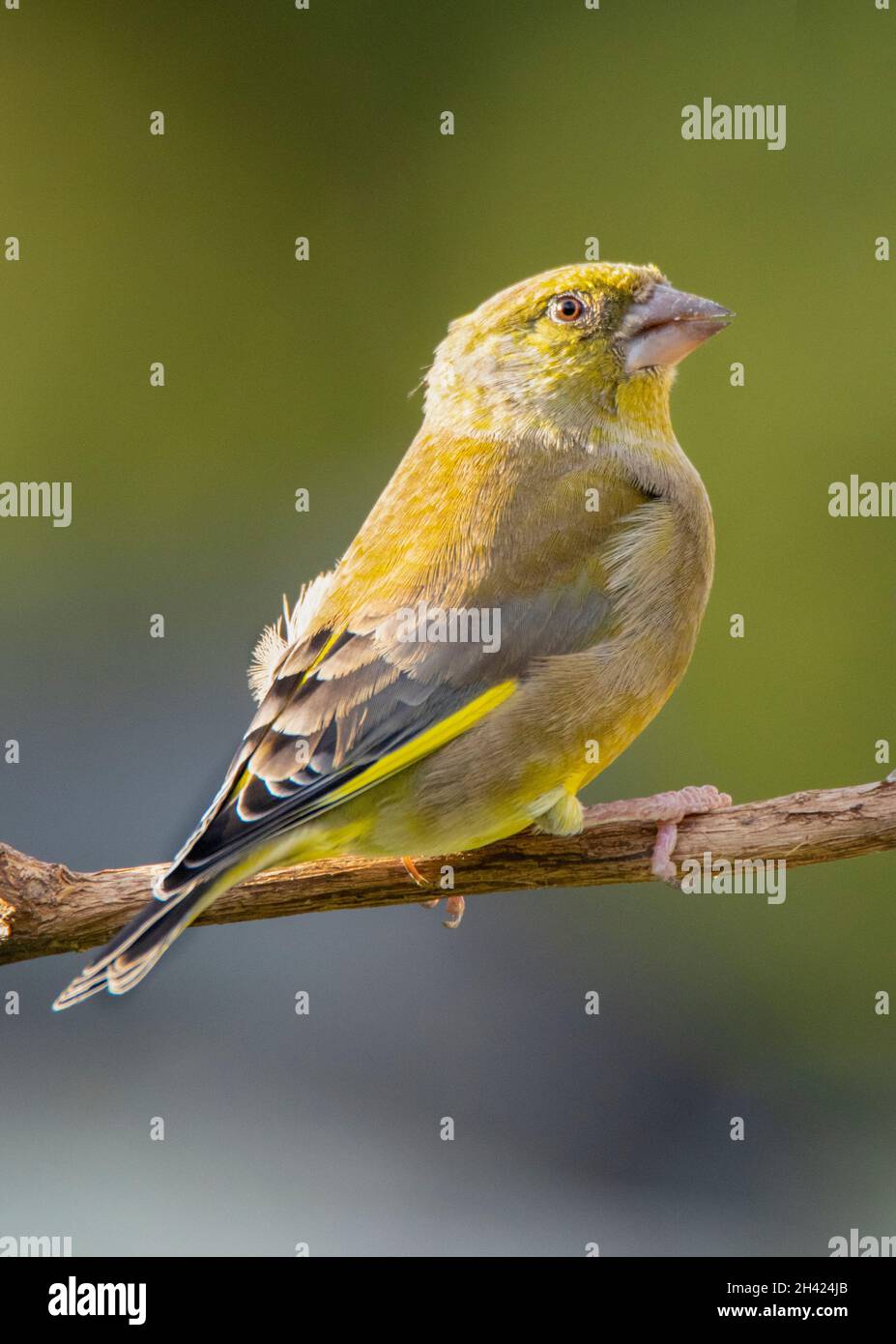 Greenfinch, Chloris Chloris, arroccato su una filiale in un giardino britannico, Bedfordshire, Regno Unito Foto Stock