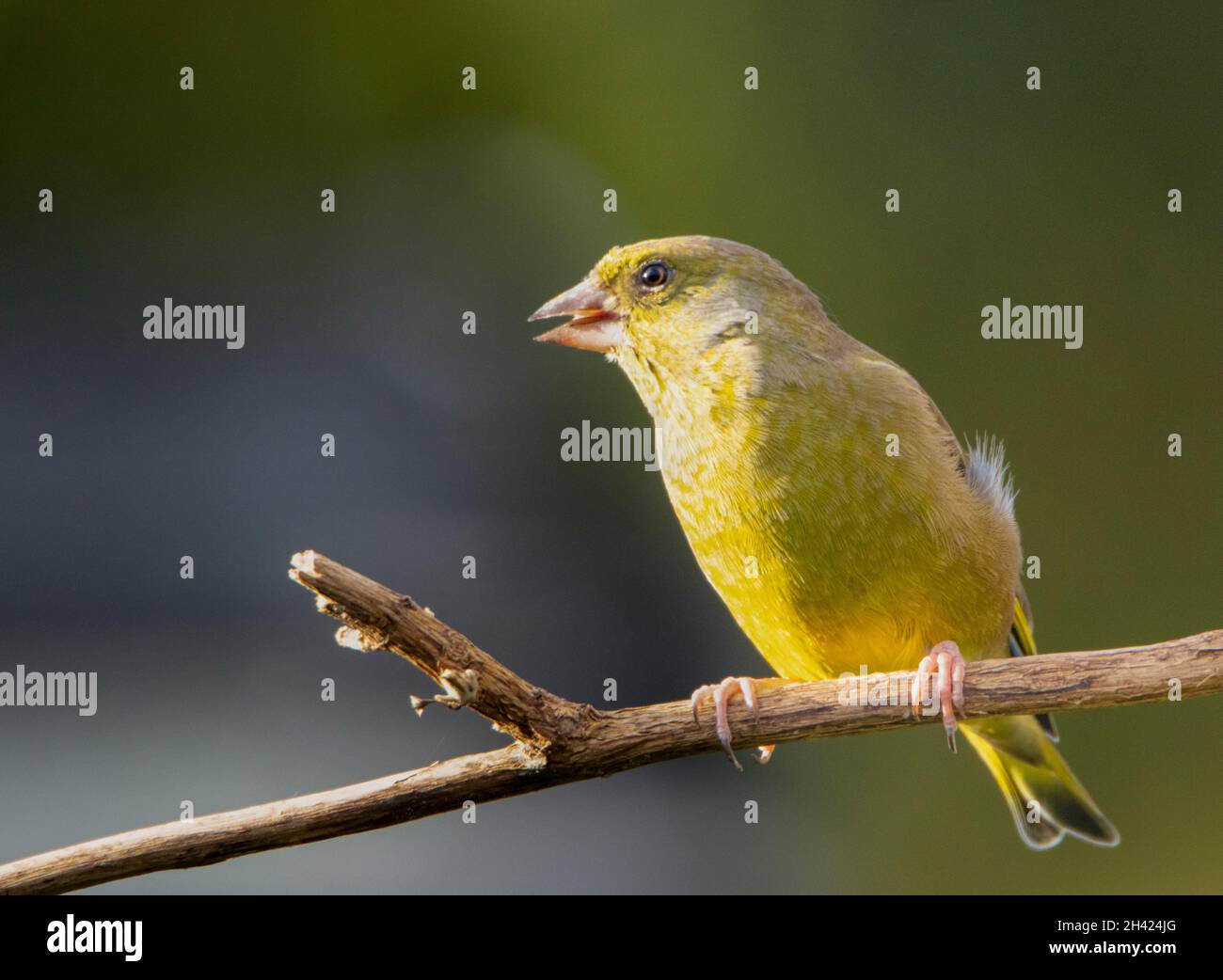 Greenfinch, Chloris Chloris, arroccato su una filiale in un giardino britannico, Bedfordshire, Regno Unito Foto Stock