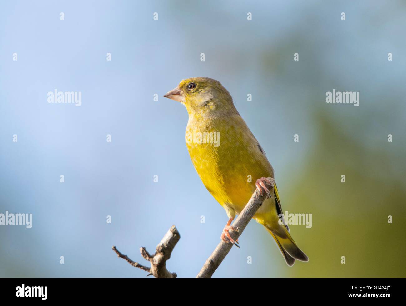 Verdfinch, Chloris Chloris, arroccato su un Giardino britannico , Estate 2021 Foto Stock