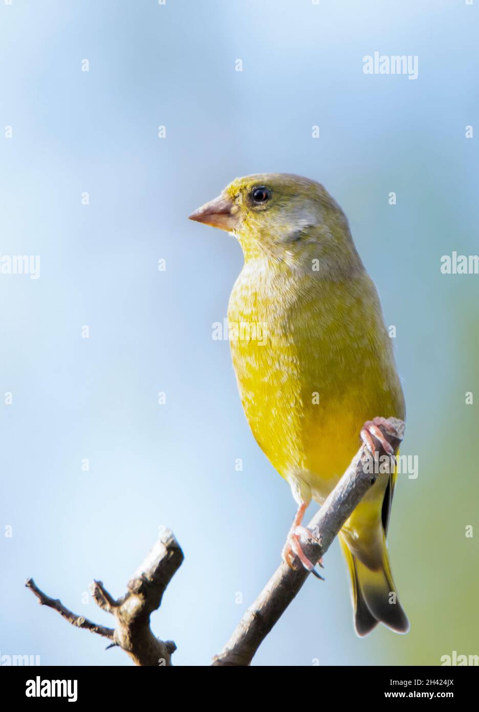 Greenfinch, Chloris Chloris, arroccato su una filiale in un giardino britannico, Bedfordshire, Regno Unito Foto Stock