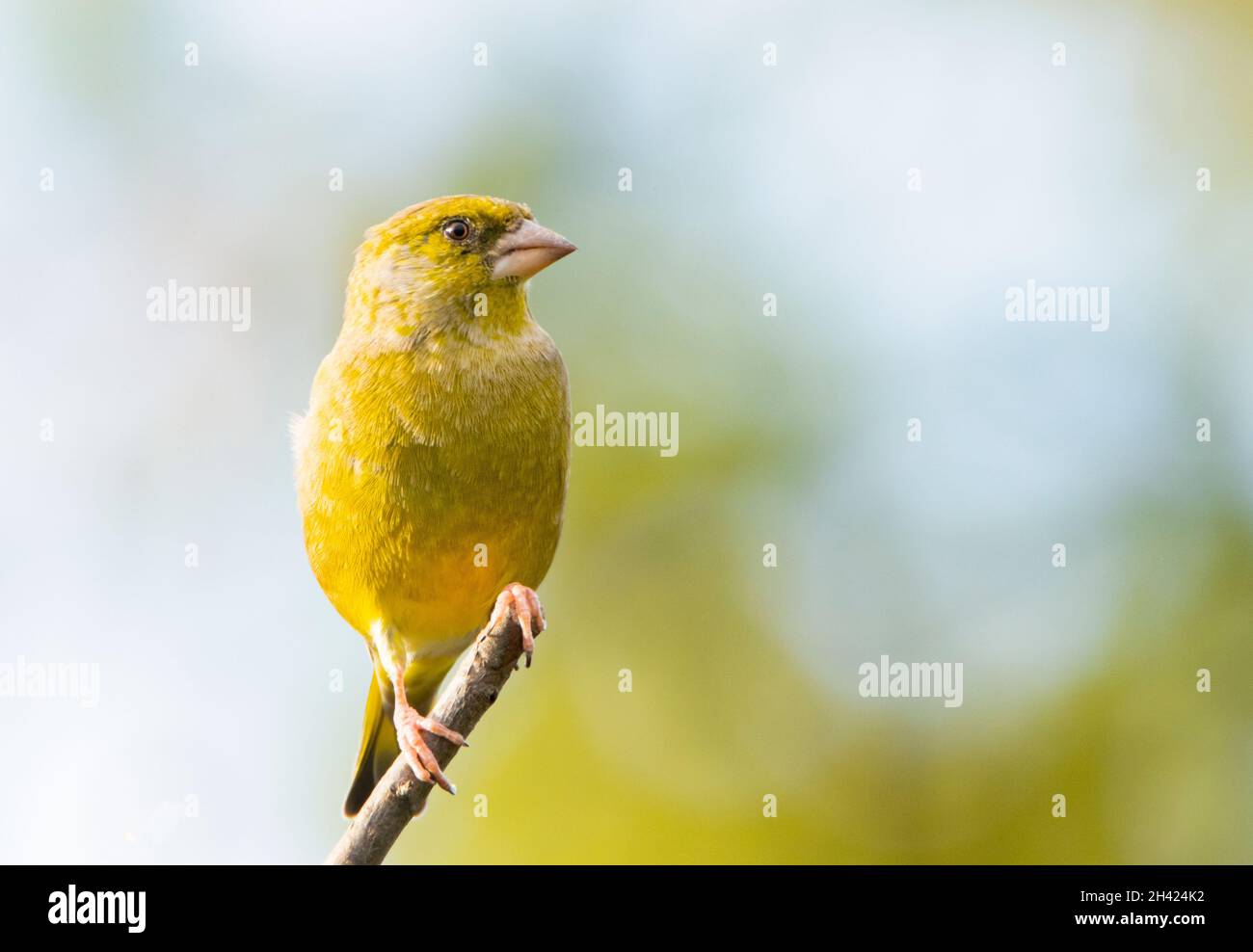 Greenfinch, Chloris Chloris, arroccato su una filiale in un giardino britannico, Bedfordshire, Regno Unito Foto Stock
