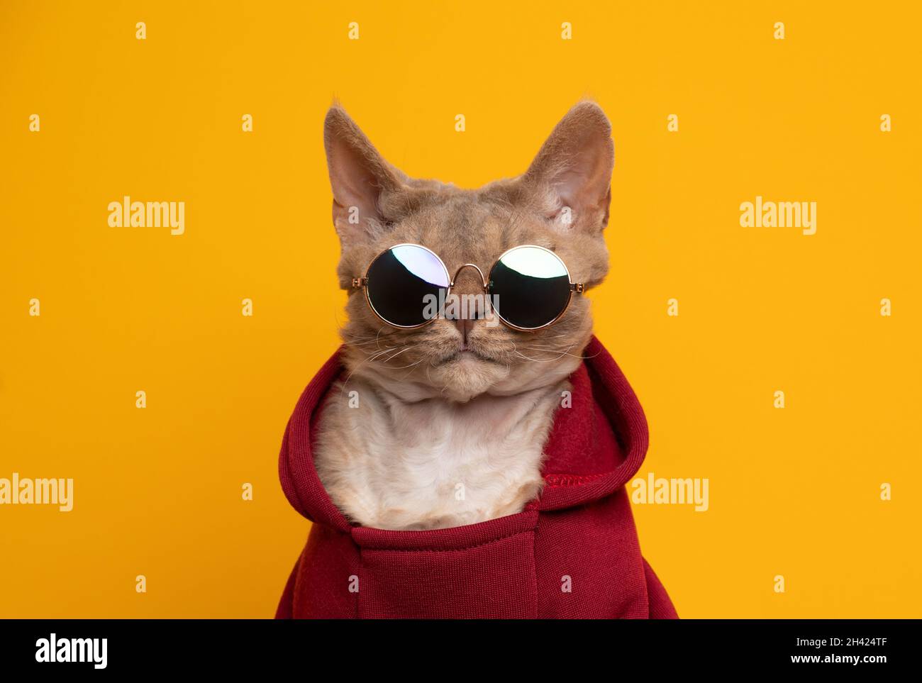 bel ritratto gatto. lilla fawn gatto devon rex con cappuccio rosso e occhiali da sole rotondi guardando la fotocamera ritratto su sfondo giallo con spazio copia Foto Stock