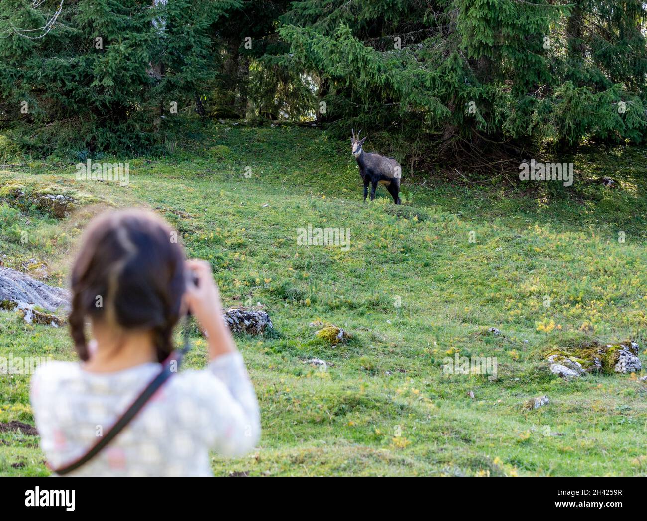 Ragazza con camoscio in foresta. Fotografare un animale in Svizzera. Rupicapra rupicapra. Foto Stock