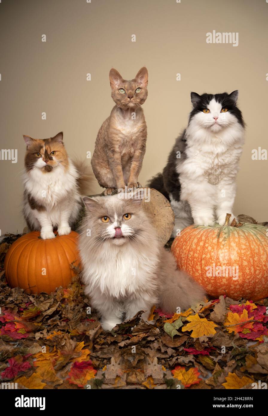 ritratto di gruppo di quattro diversi gatti seduti insieme fianco a fianco nella scena autunnale con foglie, ceppo di albero e zucche con spazio copia Foto Stock