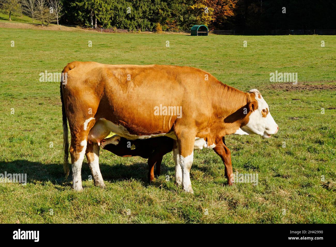 Un carino vitello bevendo latte di sua mucca di mamma in una giornata di sole nel villaggio bavarese Birkach (Germania) Foto Stock