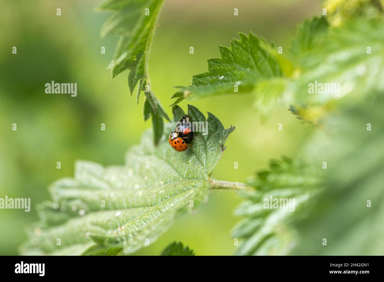 Primo piano di due rapaci da ladybirds harlequin che si accoppiano su una grande foglia in un cerotto di ortica pungente. Uno nero con macchie rosse l'altro arancione con macchie nere. Foto Stock