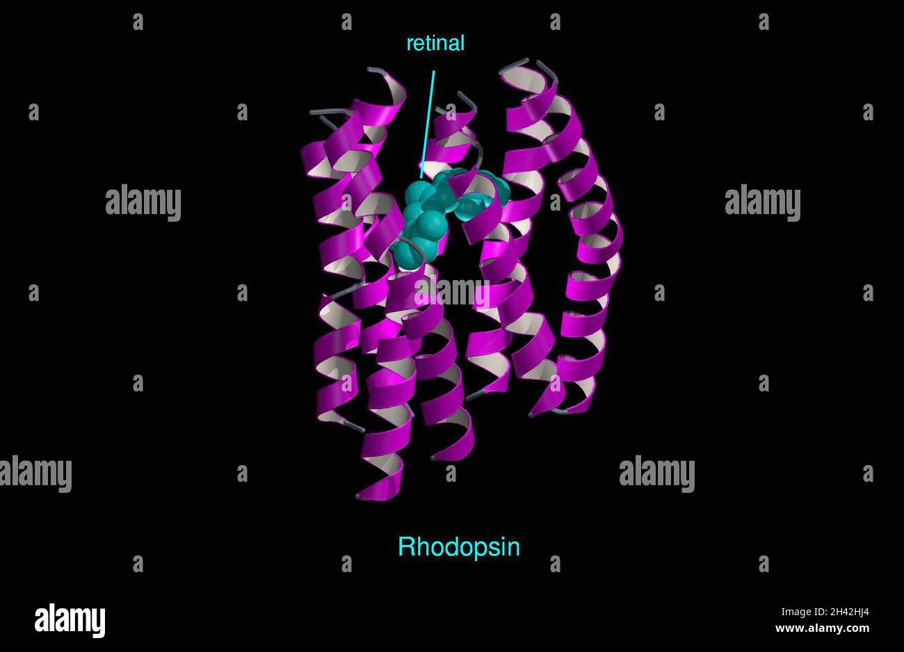 Modello molecolare della rodopsina, diagramma a nastro Foto Stock