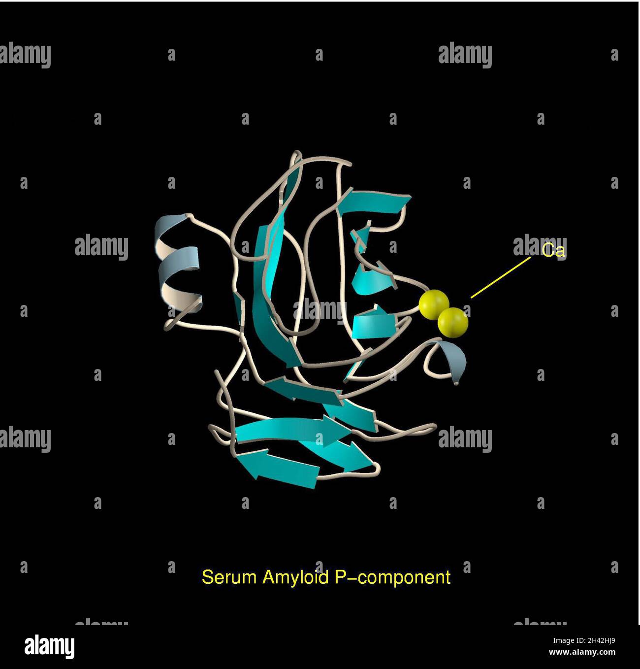 Componente P amiloide sierico, modello molare. Foto Stock