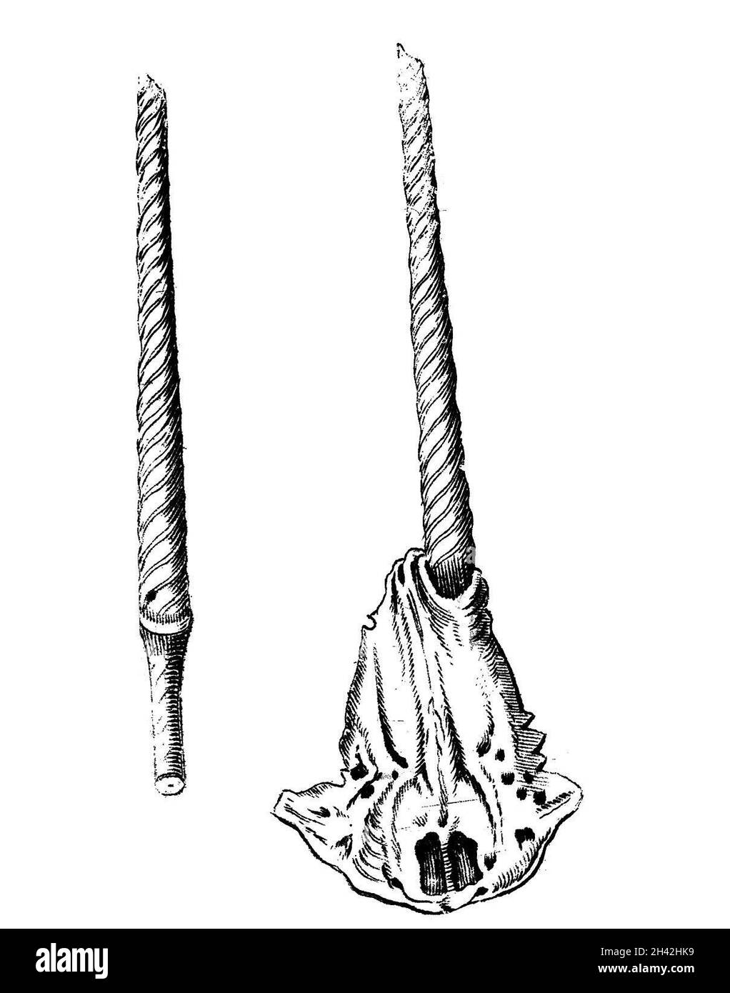 Schadelskeleton mit einem Narvalhn Horn di De unicornu Foto Stock