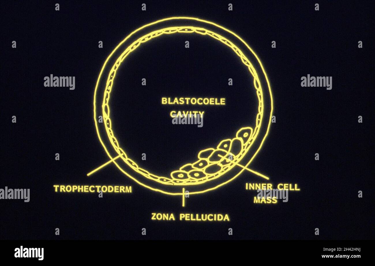 Diagramma della blastocisti Foto Stock
