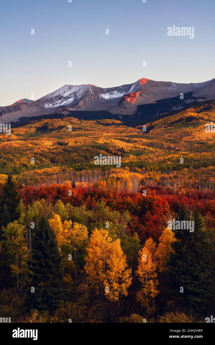 Paesaggio autunnale con alberi di Aspen con colori autunnali in Kebler Pass vicino Crested Butte, Colorado Foto Stock
