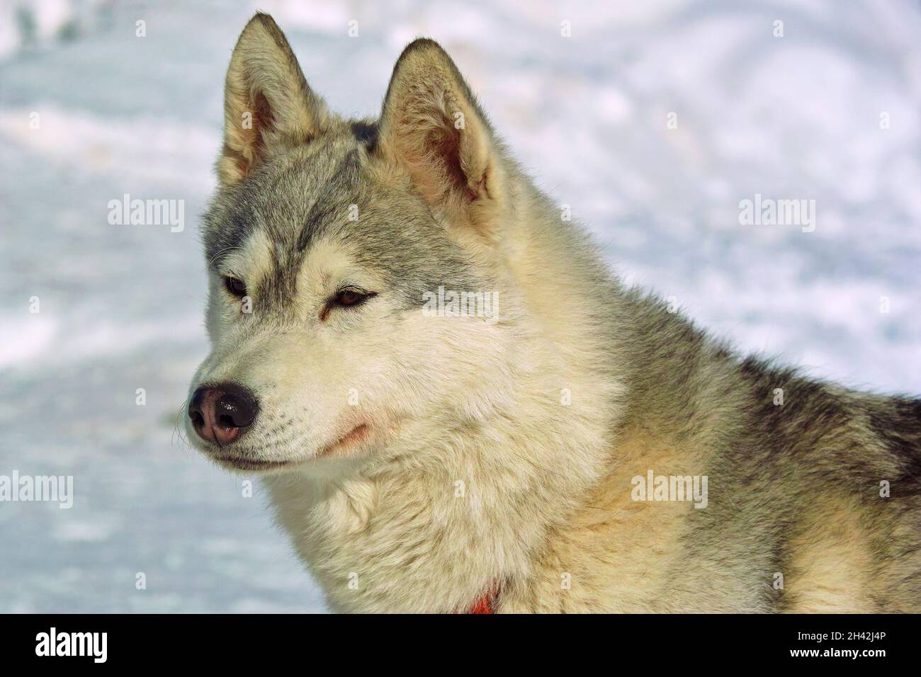 primo piano di un malamuto dell'alaska, cane di razza medio-grande Foto Stock