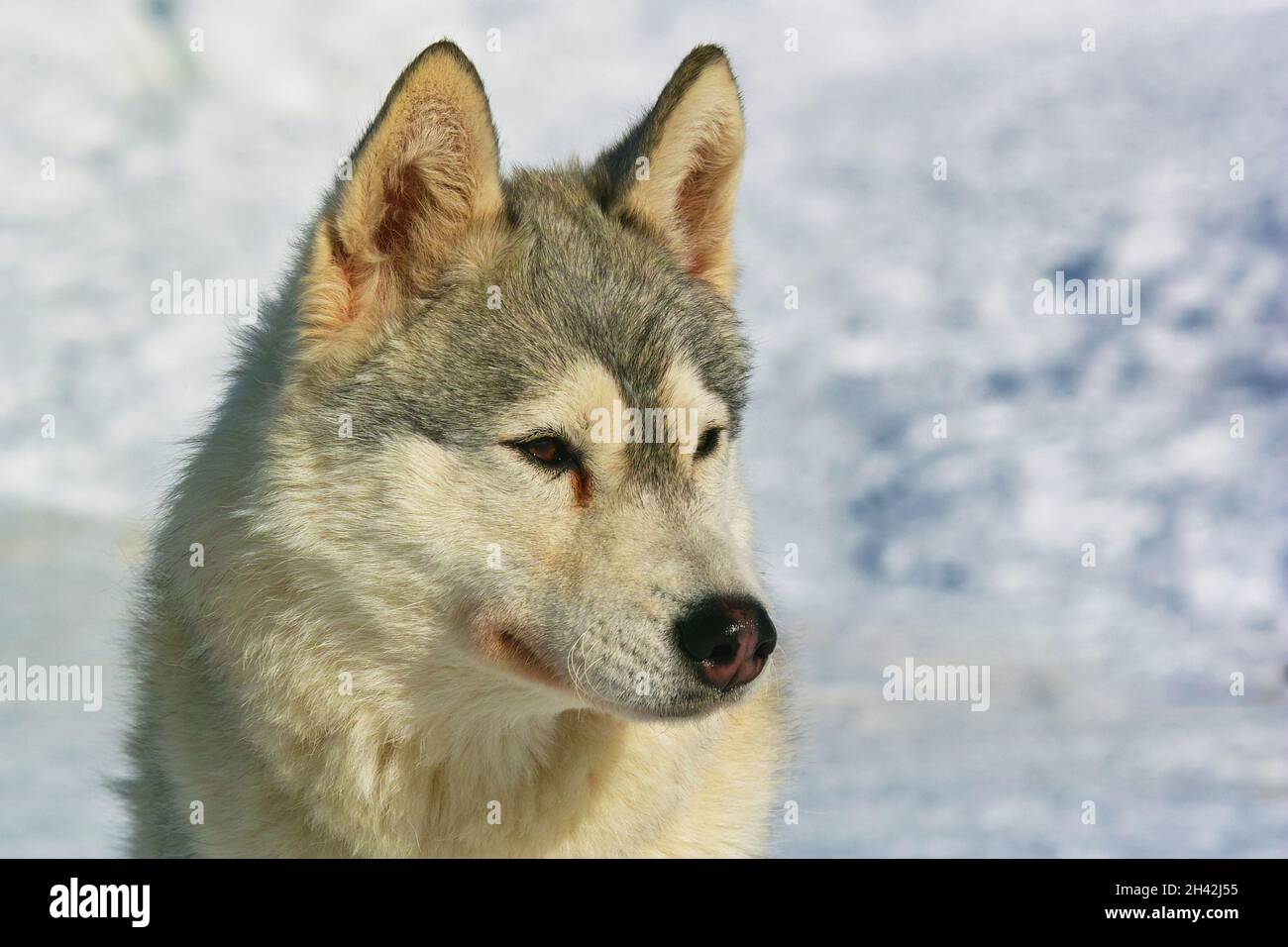 ritratto di un malamuto dell'alaska, cane di razza medio-grande Foto Stock