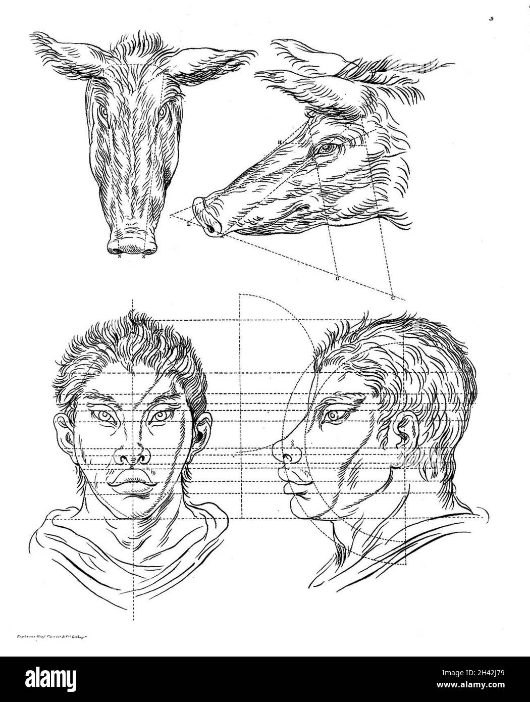 Il rapporto tra la fisiognomia umana e quella del Foto Stock