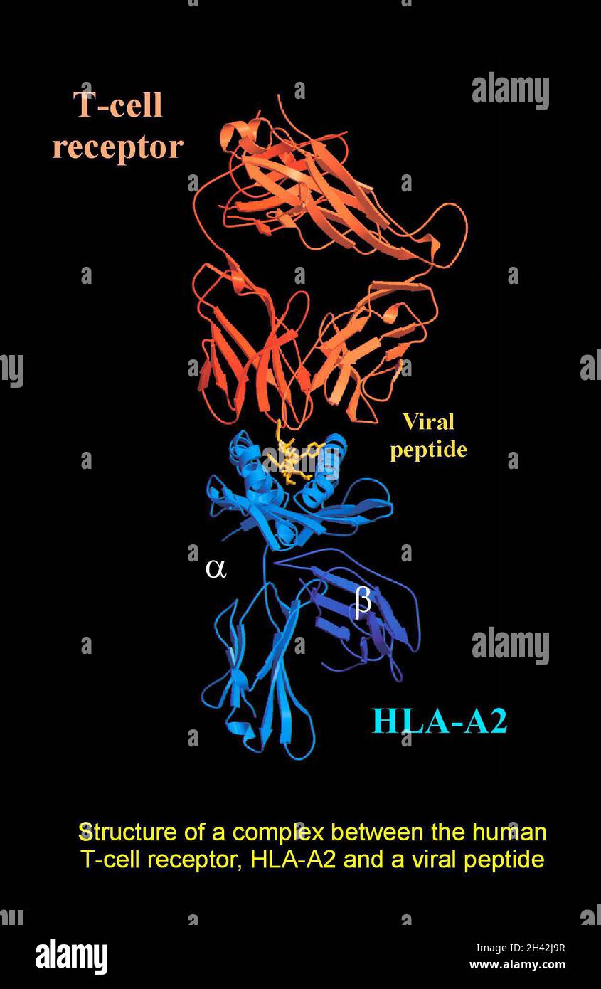 Complesso tra recettore di cellule T/peptide virale Foto Stock