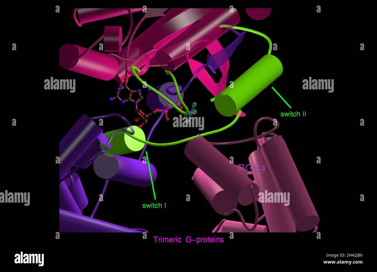 Proteina G trimerica, complesso con RGS4, modello Foto Stock
