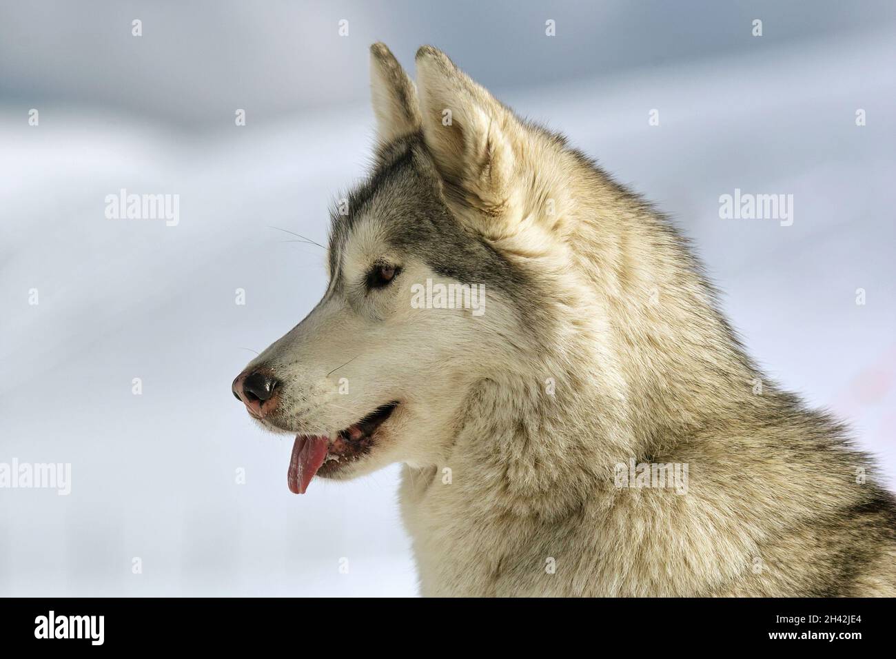 ritratto del profilo di un malamuto dell'alaska, cane di razza medio-grande Foto Stock