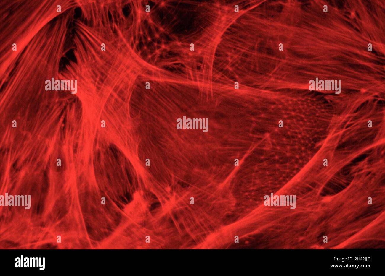 Actina nei fibroblasti embrionali di ratto Foto Stock