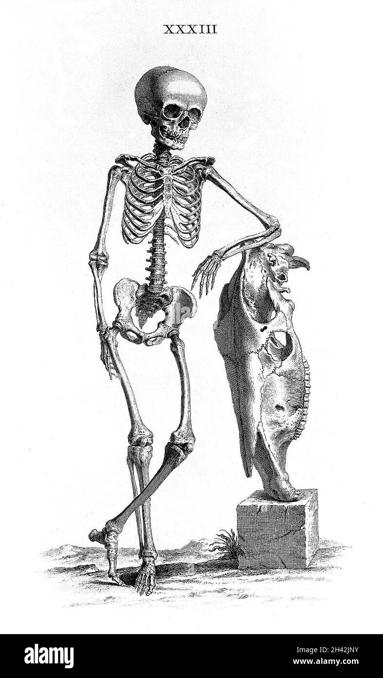 Cheselden, Osteografia, impressione senza lettere. Foto Stock