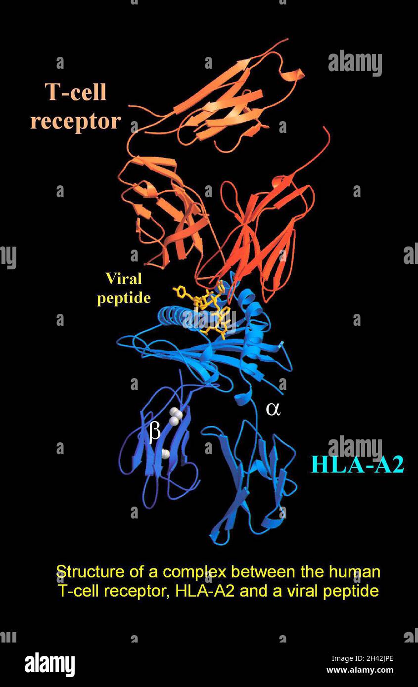 Complesso tra recettore di cellule T/peptide virale Foto Stock