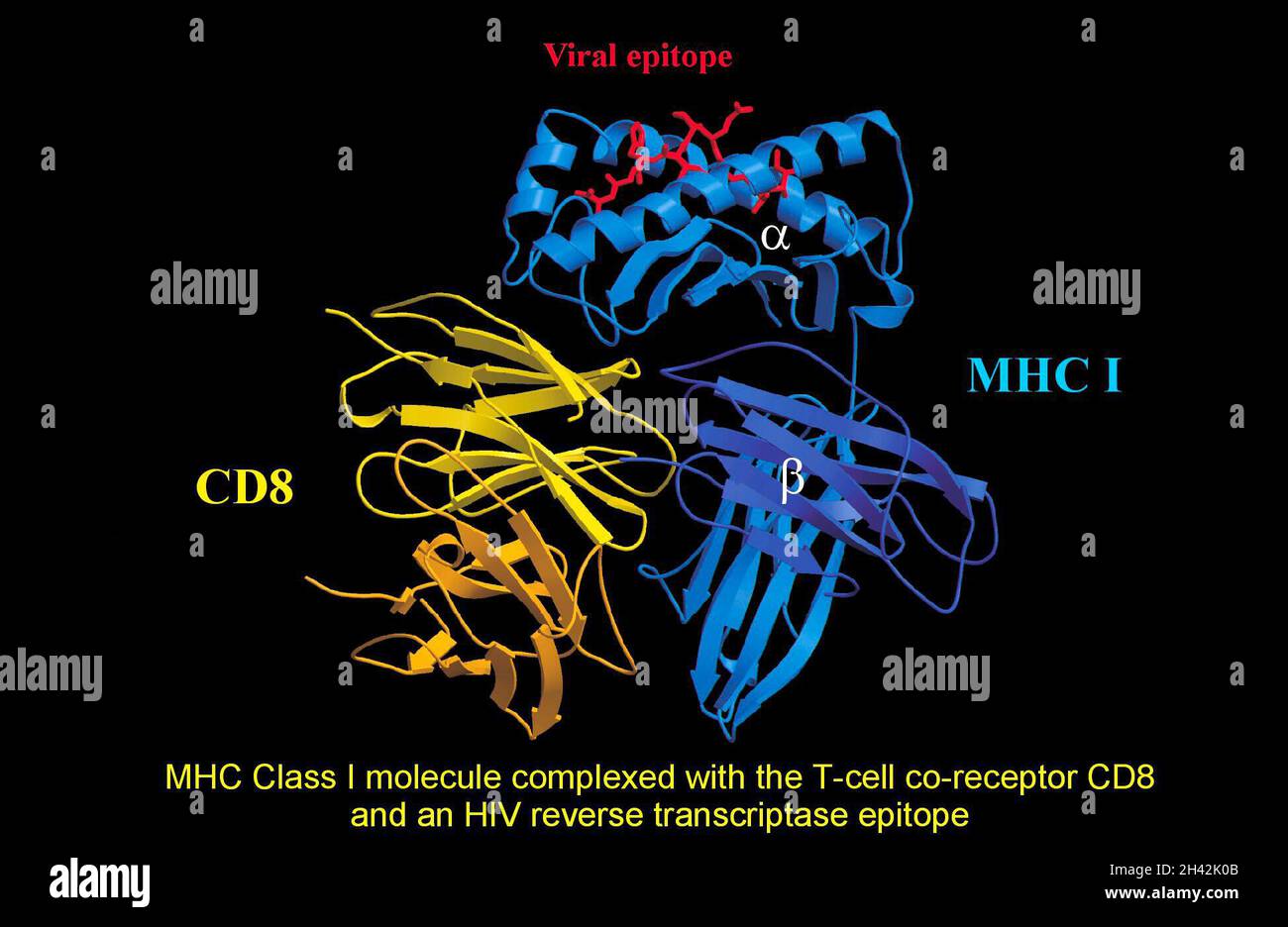 Molecola MHC,recettore per cellule T,HIV rev.trascr Foto Stock