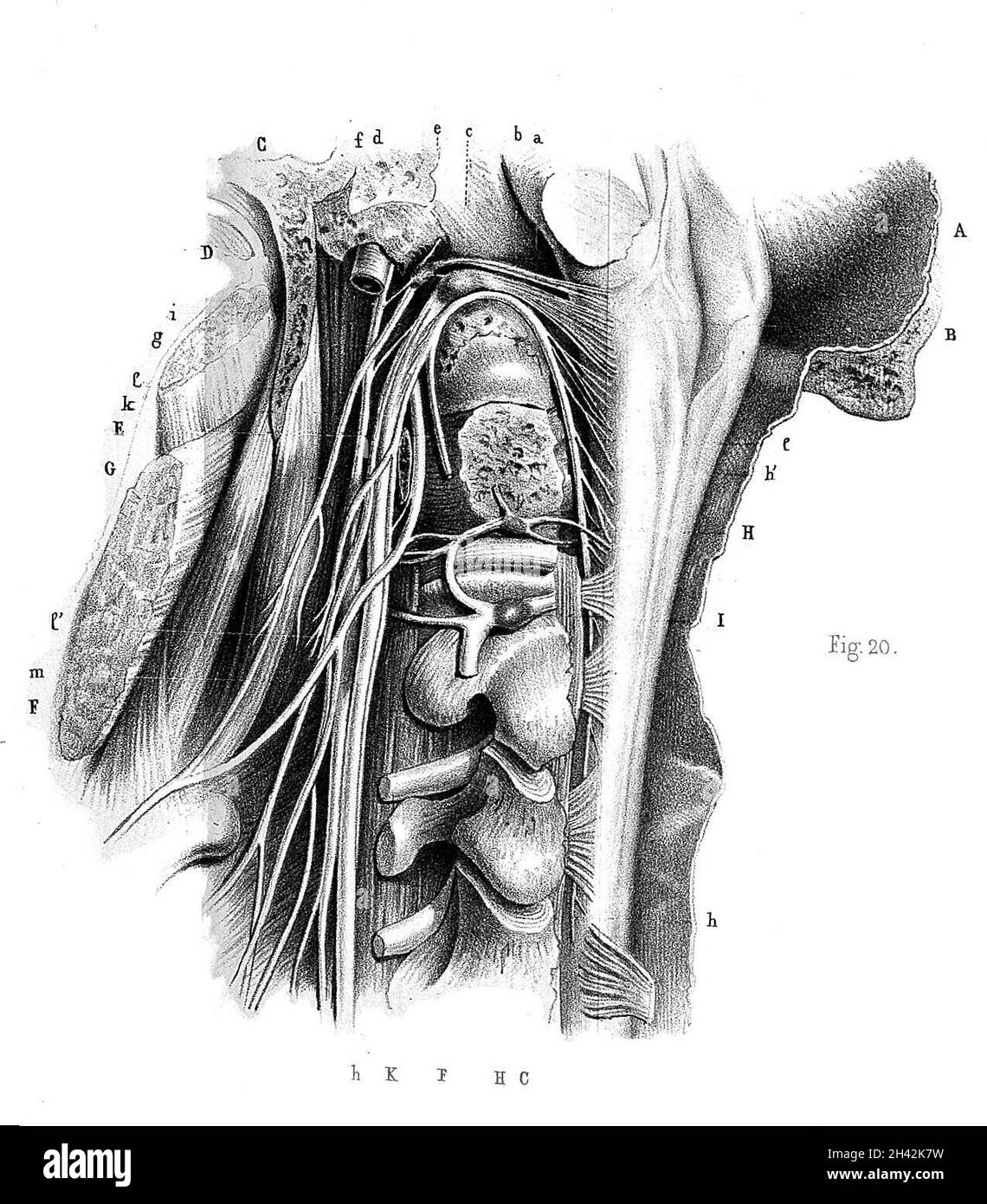 Organi respiratori da Anatomie et physiologie du systeme nerveux di F.-Achille Longet Foto Stock