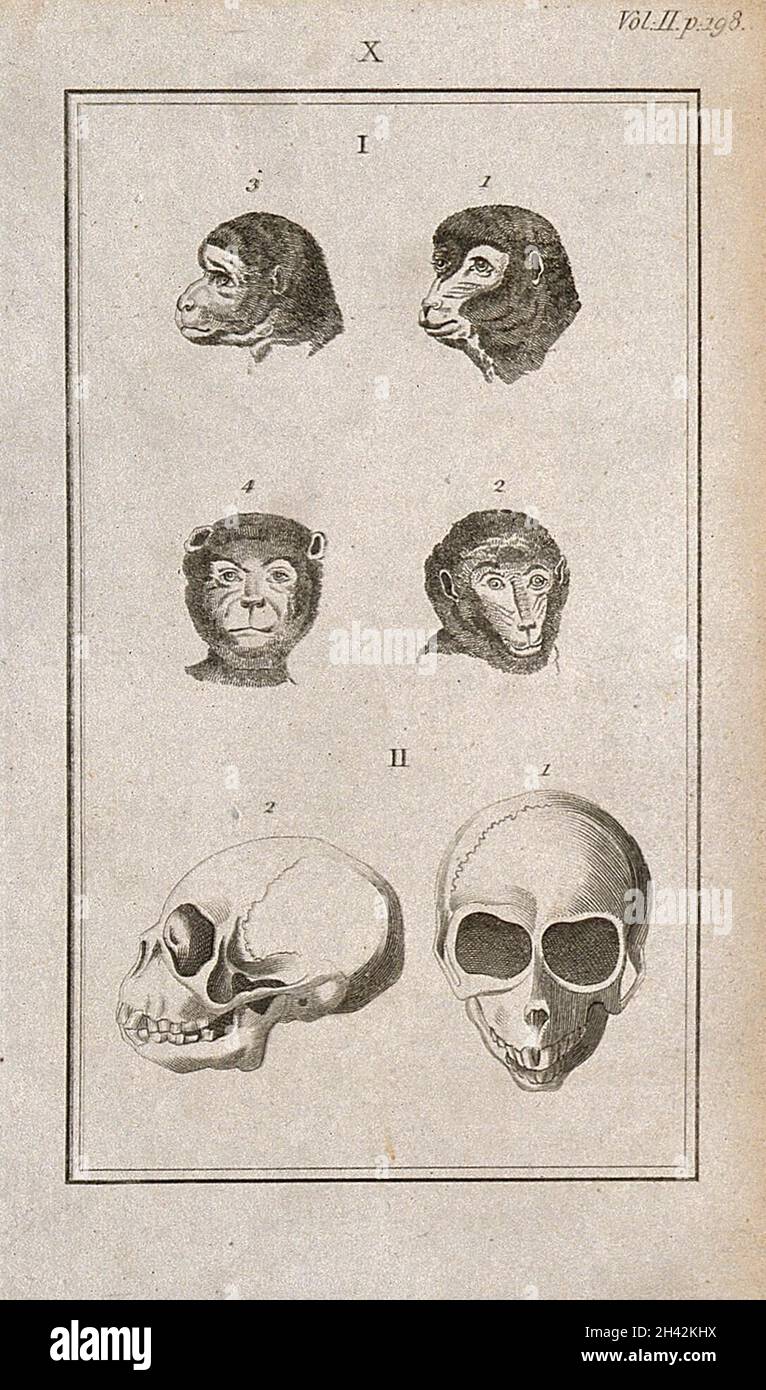 Teschi di scimmia: Sei figure che mostrano teste di scimmia e un teschio di scimmia dalla parte anteriore e di profilo. Incisione lineare, 1780/1800? Foto Stock