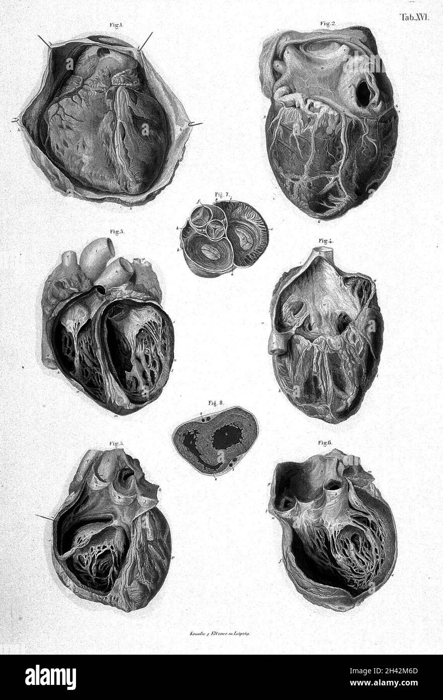 Il cuore, è cavità e valvole. Fig. 1 - superficie anteriore del cuore e copertura pericardica, Fig. 2 - superficie posteriore del cuore, delle auricole e dei Ventricales, Fig. 3 - cavità interne dei ventricoli - vista anteriore, fig. 4 - superficie anteriore del cuore - interno dell'auricola destra esposto, Fig. 5 - interno dell'auricola destra, arteria ventricolare e polmonare, Fig. 6 - esterno del ventricolo sinistro e dell'aorta, Fig. 7 - sezione trasversale di aure, aorta e arteria polmonare, immediatamente al di sopra delle origini di questi vasi, che mostra le valvole auriculicricolari e arteriose in azione, Fig. 8 Foto Stock