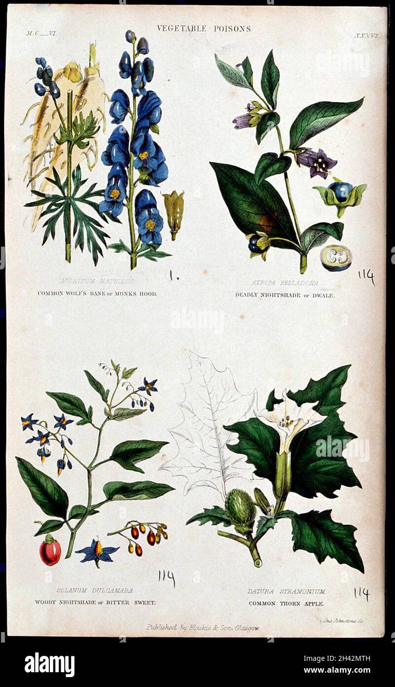 Quattro piante velenose: Cappa del monaco (Aconitum napellus), nightshade mortale (Atropa belladonna), nightshade legnosa (Solanum dulcamara) e mela di spina (Datura stramonium) incisione colorata da J. Johnstone, 1855. Foto Stock