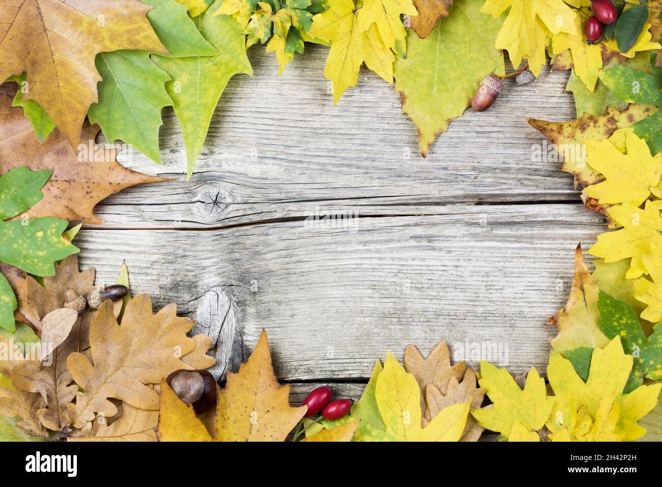 Composizione autunnale di foglie colorate con vecchio legno tavole sfondo. Disposizione piatta, vista dall'alto, spazio di copia Foto Stock
