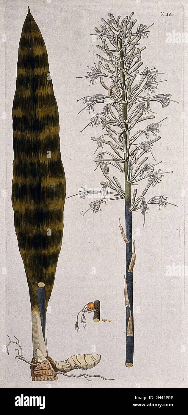 Sansevieria iacintoides (L.) Druce: Infiorescenza con foglia separata con parte di rootstock e frutta. Incisione colorata dopo F. von Scheidl, 1770. Foto Stock
