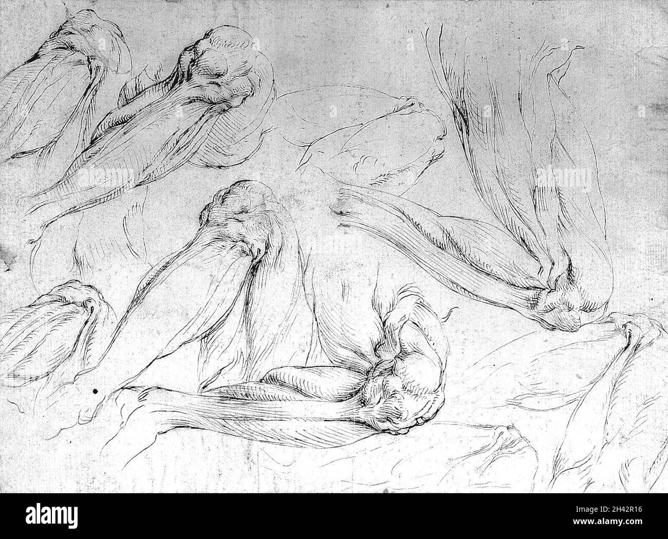 Muscoli e ossa dell'arto inferiore. Disegno penna e inchiostro. Foto Stock