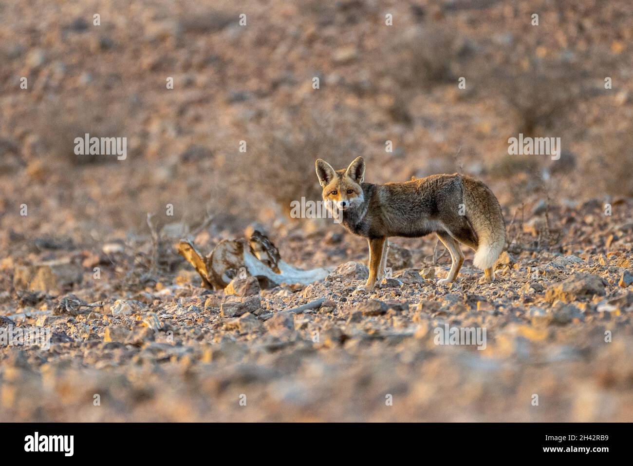 Red Fox (Vulpes vulpes vulpes) Foto Stock