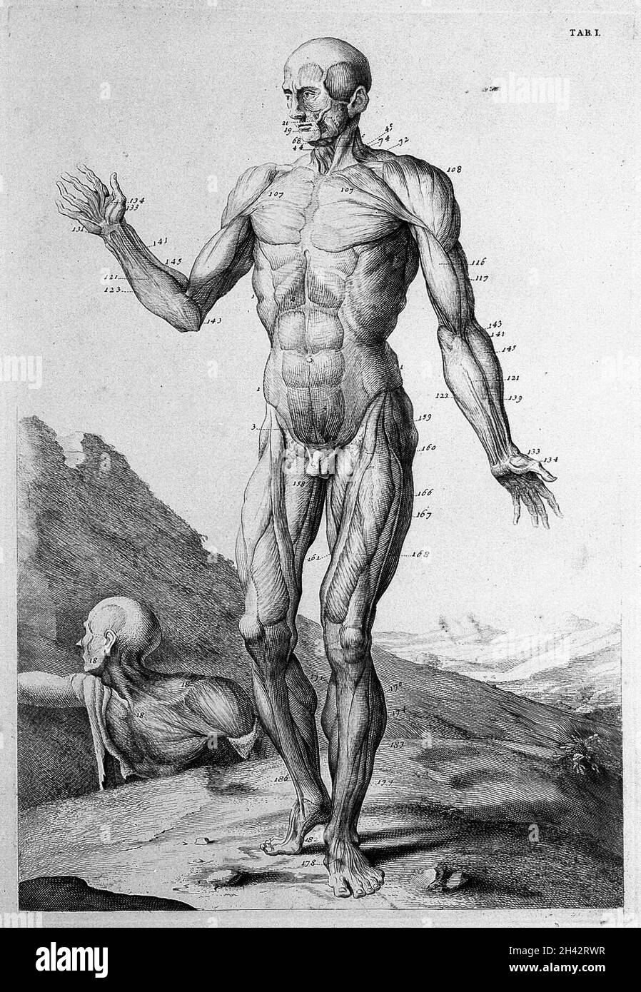 Myotomia riformata, di William Cowper Foto Stock